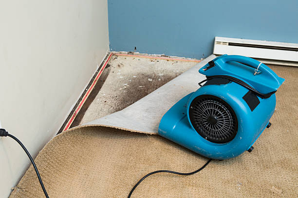 Best Fire Damage Restoration  in Newton, MS